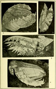 Walcott Cambrian Geology and Paleontology II plate 04