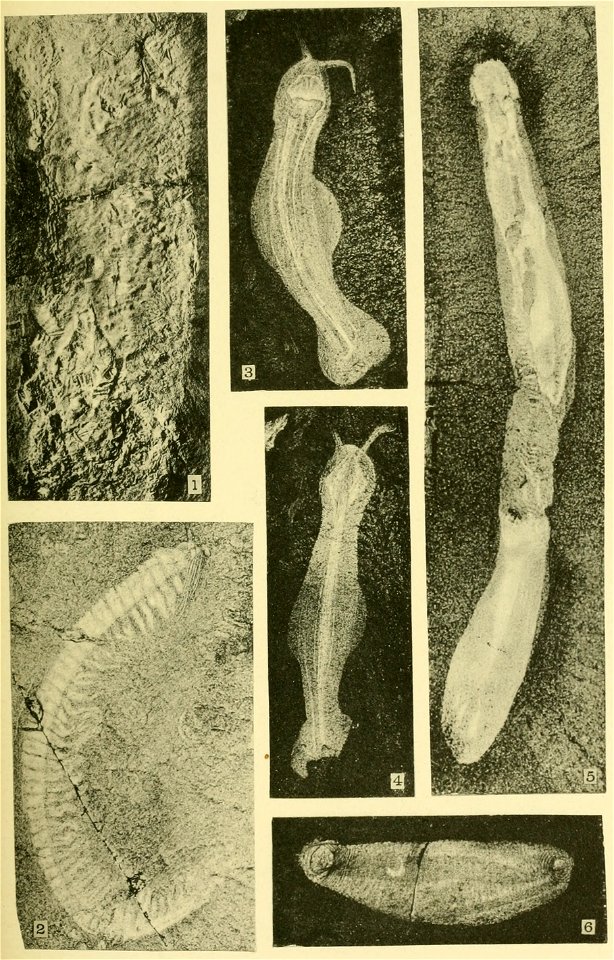 Walcott Cambrian Geology and Paleontology II plate 22