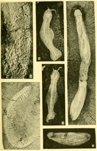 Walcott Cambrian Geology and Paleontology II plate 22