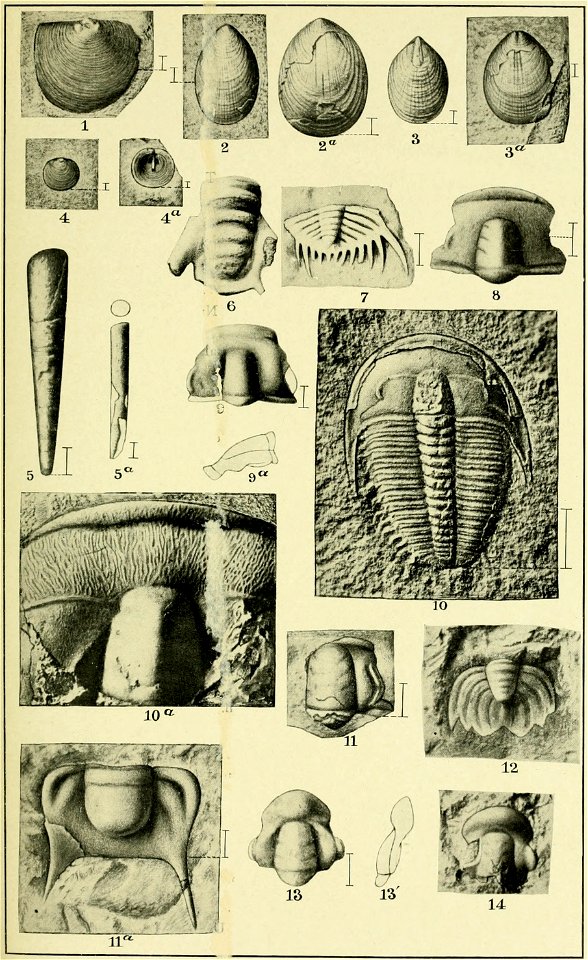 Walcott Cambrian Geology and Paleontology II plate 14