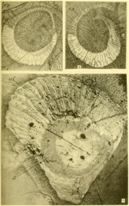 Walcott Cambrian Geology and Paleontology II plate 12