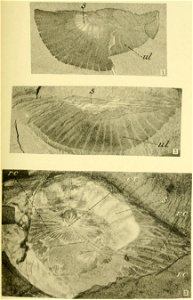 Walcott Cambrian Geology and Paleontology II plate 11