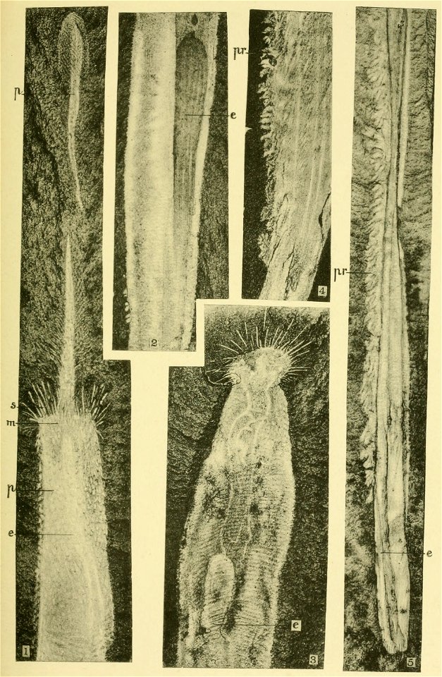 Walcott Cambrian Geology and Paleontology II plate 18