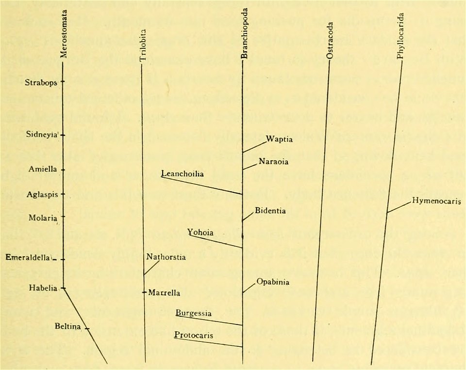 Walcott Cambrian Geology and Paleontology II grafic p161