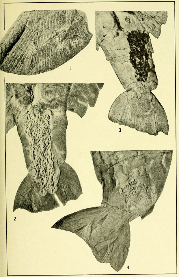 Walcott Cambrian Geology and Paleontology II plate 03