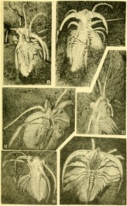 Walcott Cambrian Geology and Paleontology II plate 25