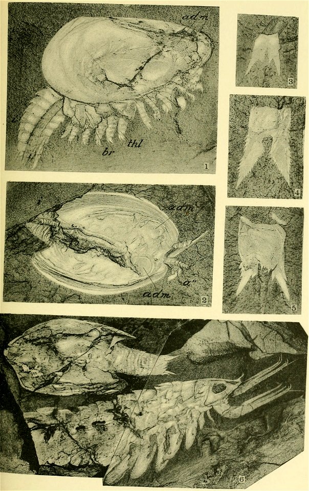 Walcott Cambrian Geology and Paleontology II plate 31