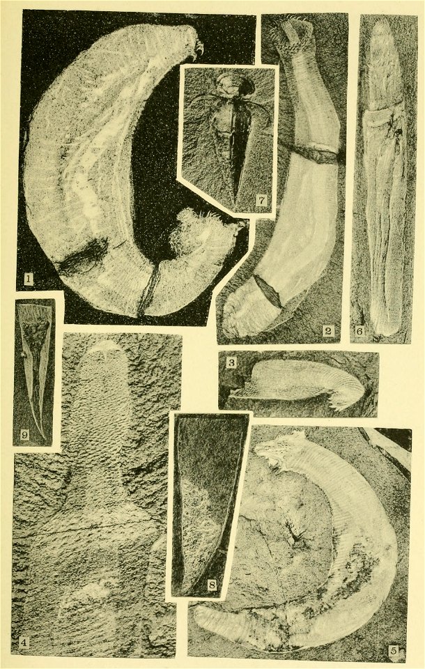 Walcott Cambrian Geology and Paleontology II plate 19