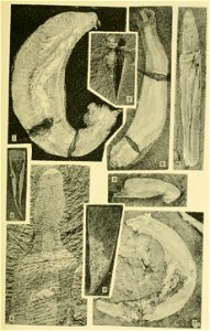 Walcott Cambrian Geology and Paleontology II plate 19