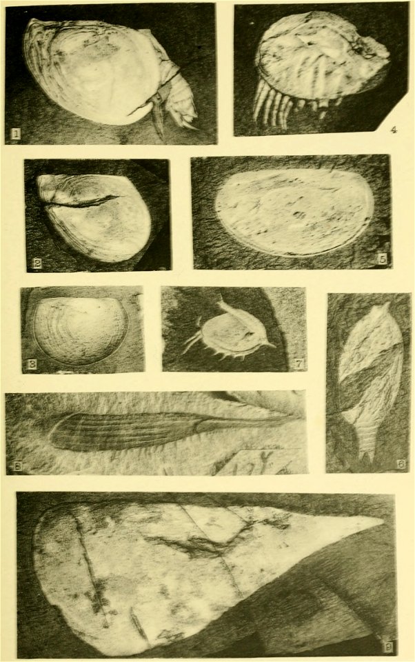 Walcott Cambrian Geology and Paleontology II plate 32