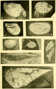 Walcott Cambrian Geology and Paleontology II plate 32