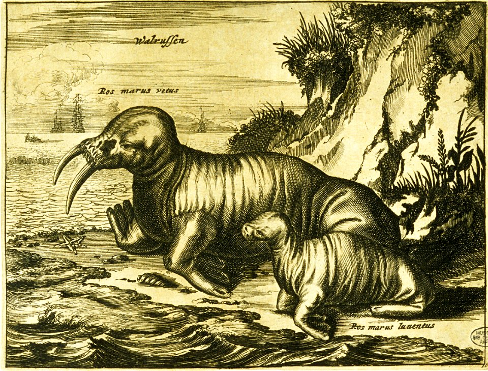 Walrus 1720