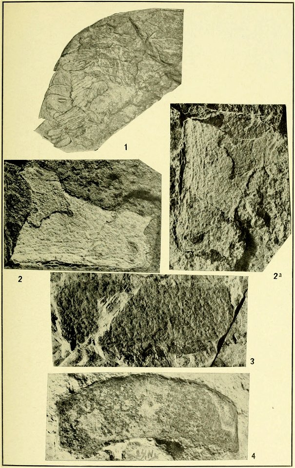 Walcott Cambrian Geology and Paleontology II plate 07