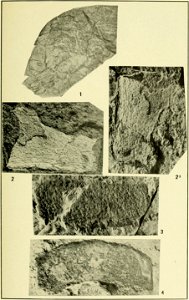 Walcott Cambrian Geology and Paleontology II plate 07