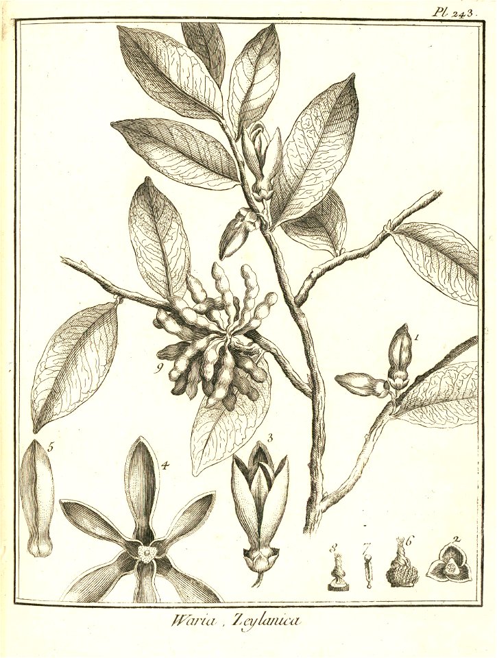Waria zeylanica Aublet 1775 pl 243