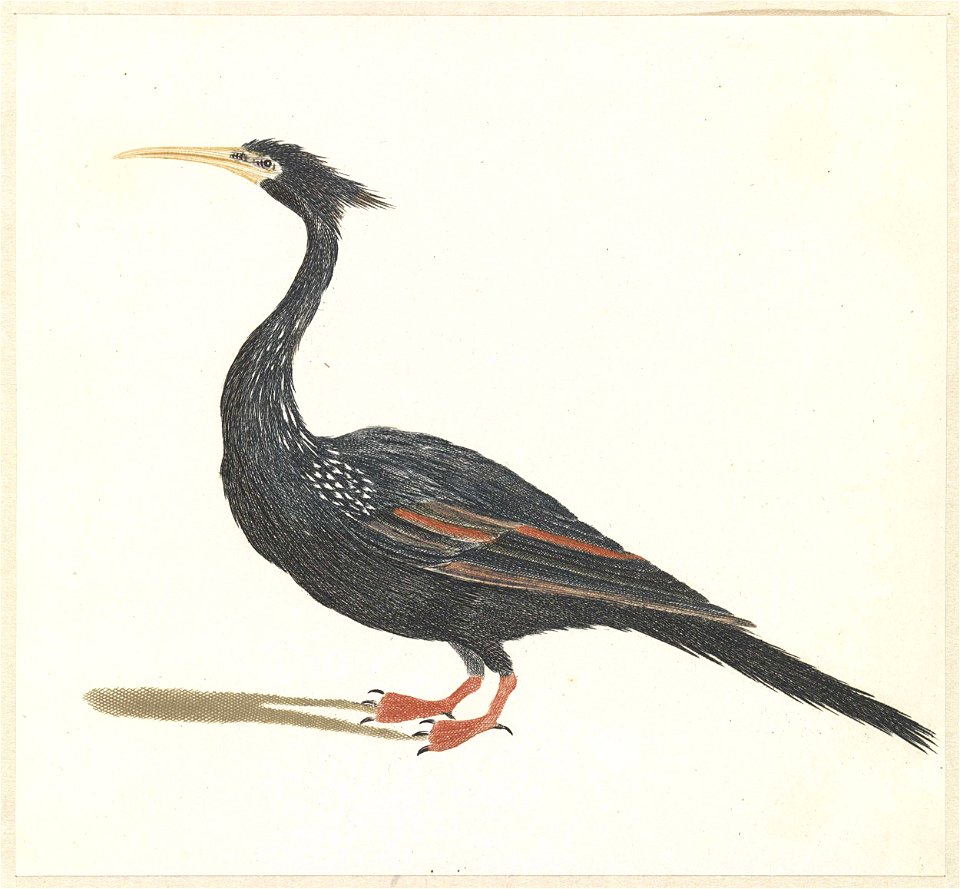 Watervogel met lange snavel en kuif naar links