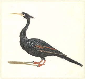 Watervogel met lange snavel en kuif naar links