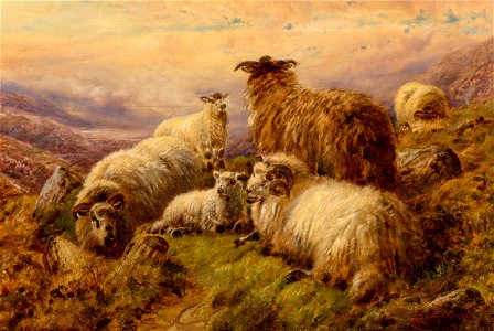Highland Sheep by Robert Watson, 1916. Free illustration for personal and commercial use.