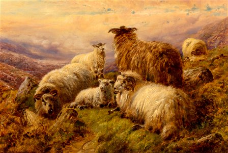 Highland Sheep by Robert Watson, 1916