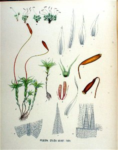 Webera cruda — Flora Batava — Volume v18. Free illustration for personal and commercial use.