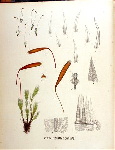 Webera elongata — Flora Batava — Volume v18. Free illustration for personal and commercial use.