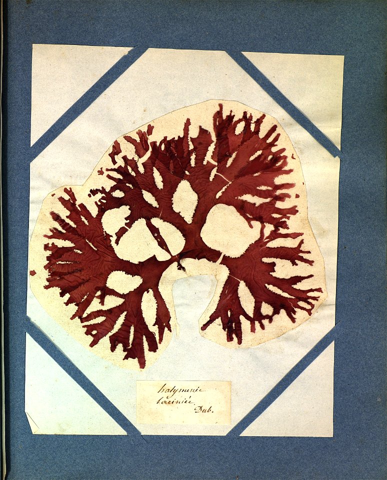 Weeksia coccinea