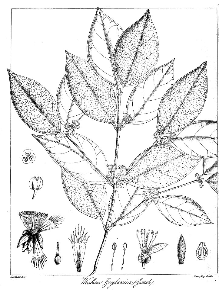 Weihea zeylanica Govindoo