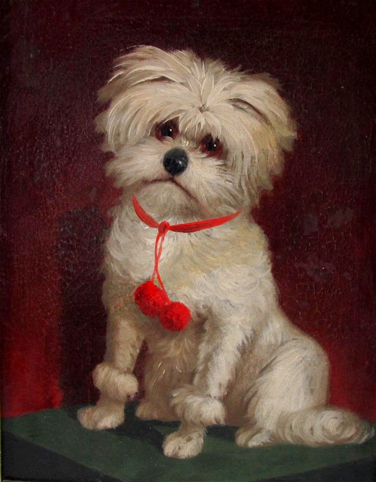 Weißes Bologneser-Hündchen c1900