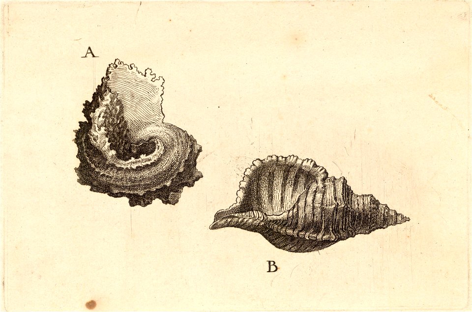 Wenceslas Hollar - Angaria laciniata