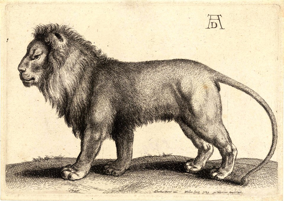 Wenceslas Hollar - A lion standing, after Dürer (State 1)