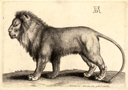 Wenceslas Hollar - A lion standing, after Dürer (State 1)