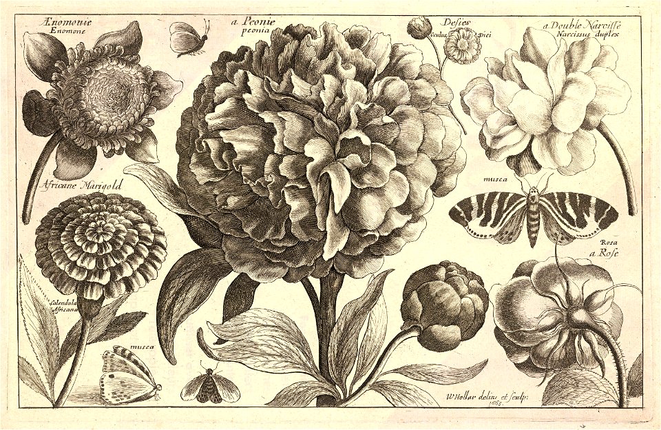 Wenceslas Hollar - A peony (State 2)