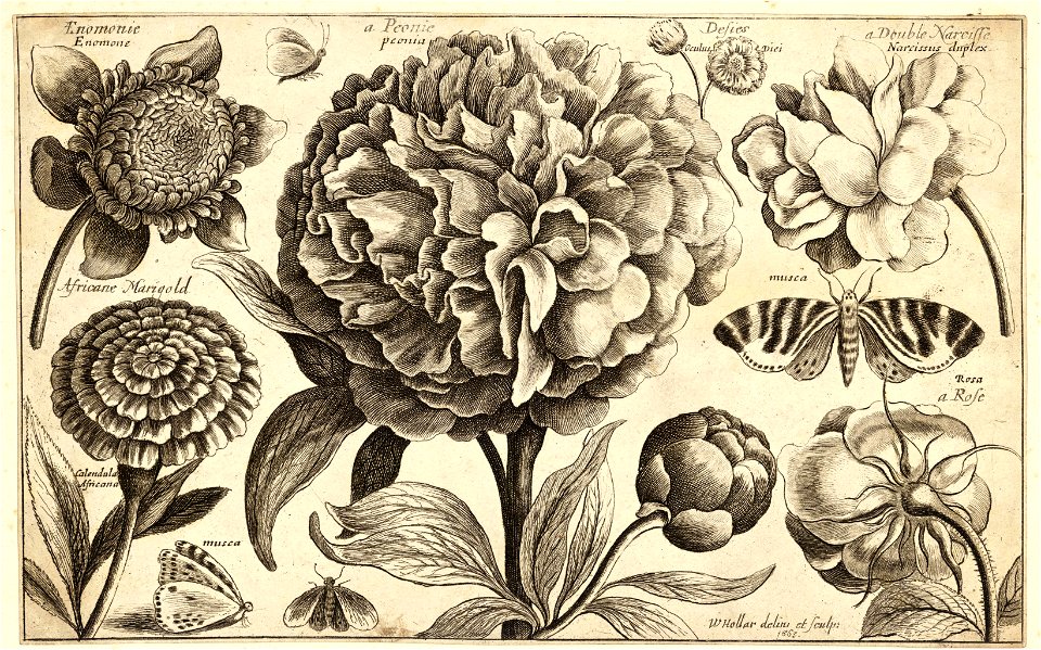 Wenceslas Hollar - A peony (State 3)