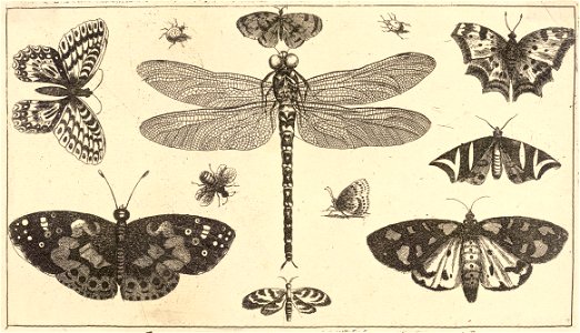 Wenceslas Hollar - A dragonfly, ladybirds, and butterflies