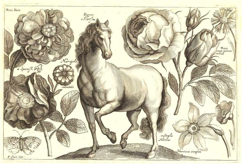 Wenceslas Hollar - A horse. Free illustration for personal and commercial use.
