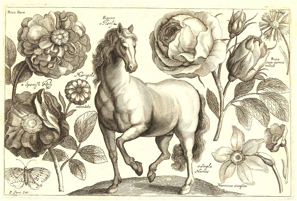 Wenceslas Hollar - A horse