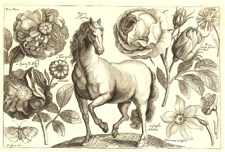 Wenceslas Hollar - A horse. Free illustration for personal and commercial use.