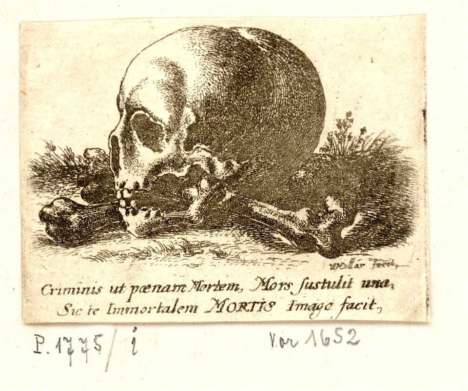 Wenceslas Hollar - A skull (State 1)