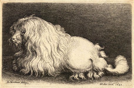 Wenceslas Hollar - A poodle, after Matham. Free illustration for personal and commercial use.