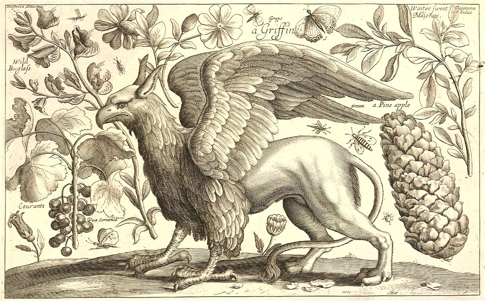Wenceslas Hollar - A griffin