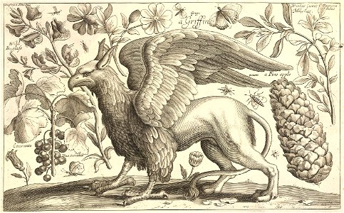 Wenceslas Hollar - A griffin. Free illustration for personal and commercial use.