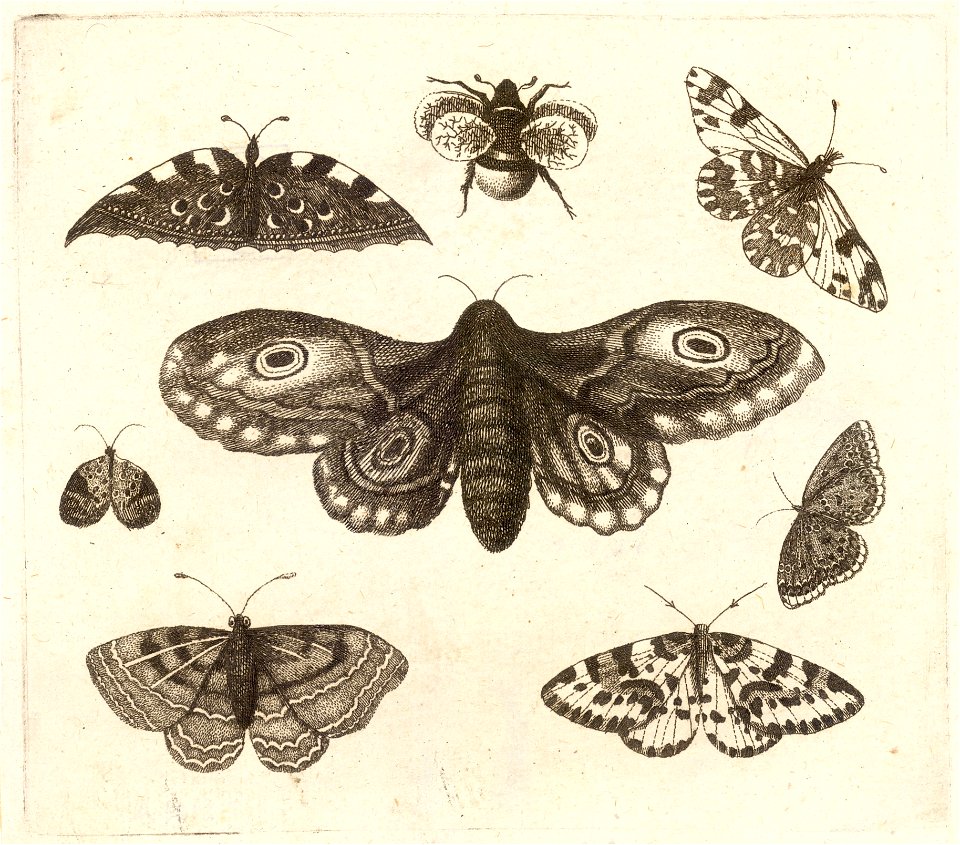 Wenceslas Hollar - A moth, six butterflies, and a bee