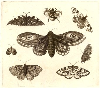 Wenceslas Hollar - A moth, six butterflies, and a bee