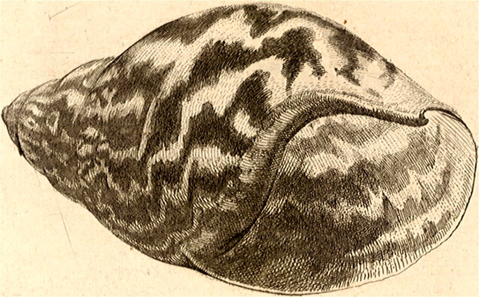 Wenceslas Hollar - Achatina achatina cropped