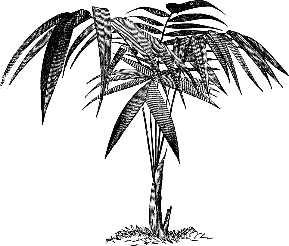 Welfia regia-Amateurs Greenhouse Conservatory-0009