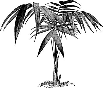 Welfia regia-Amateurs Greenhouse Conservatory-0009