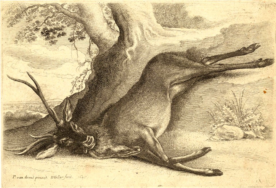 Wenceslas Hollar - A dead stag