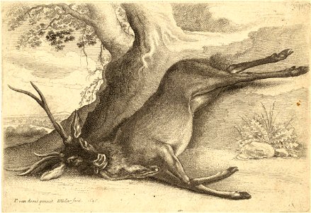 Wenceslas Hollar - A dead stag. Free illustration for personal and commercial use.