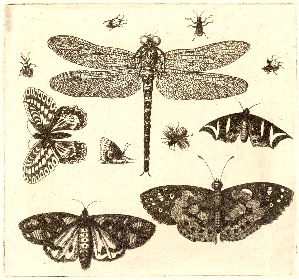 Wenceslas Hollar - A dragonfly, ladybirds, and butterflies 2