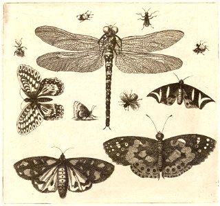 Wenceslas Hollar - A dragonfly, ladybirds, and butterflies 2